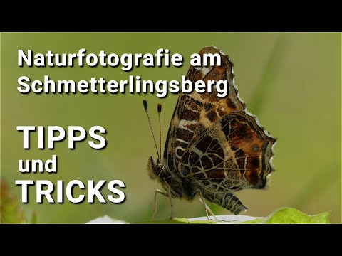 Tipps und Tricks - Naturfotografie am Schmetterlingsberg (Lumix FZ300 und GH6)