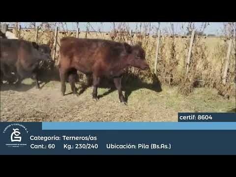 Lote M Y H - Pila Bs As