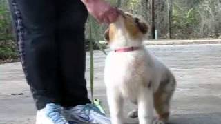 How To Leash Train A Puppy (Australian Shepherd)