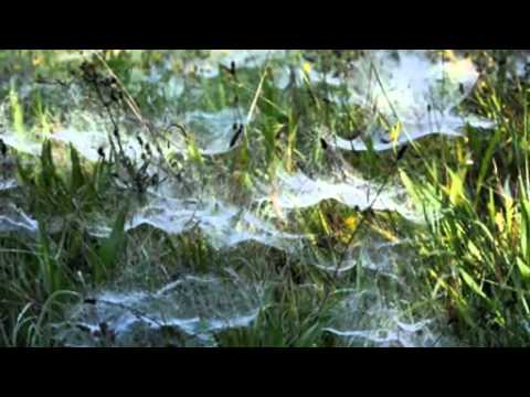 Der Begriff "Altweibersommer" ...