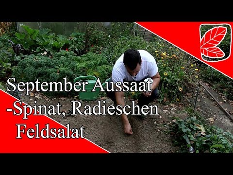 September Aussaat schnell und einfach