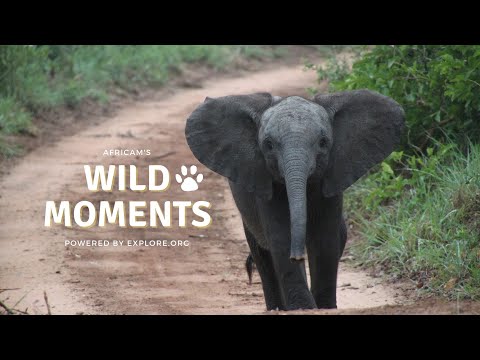 Wild Moments Show 6.23.22