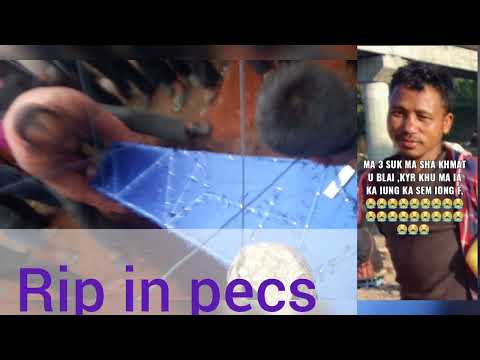 kñi lyngba ka kur maskut wa da 3 u na sla ka pyrthai 😭😭😭😭😭