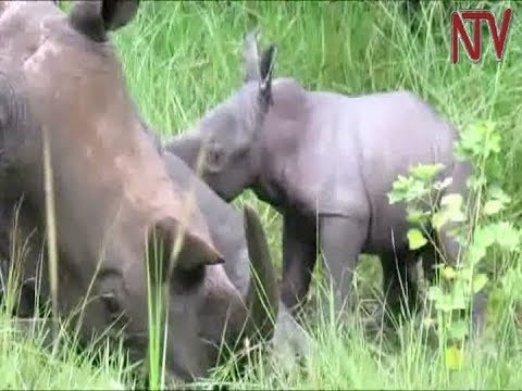Baby Rhino born in Nakasongola conservation ranch, $3,000 charged for honour of naming it