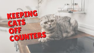 Keeping Cats Off Of Counters | Two Crazy Cat Ladies #Shorts