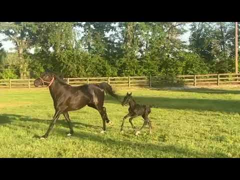 Florante - For Sale - Black 2024 colt by Finnigan ( Floriscount )