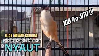 Download lagu burung cendet gacor MATERI MEWAH untuk PANCINGAN CENDET AGAR BUNYI bikin BURUNG PENTET GACOR EMOSI mp3