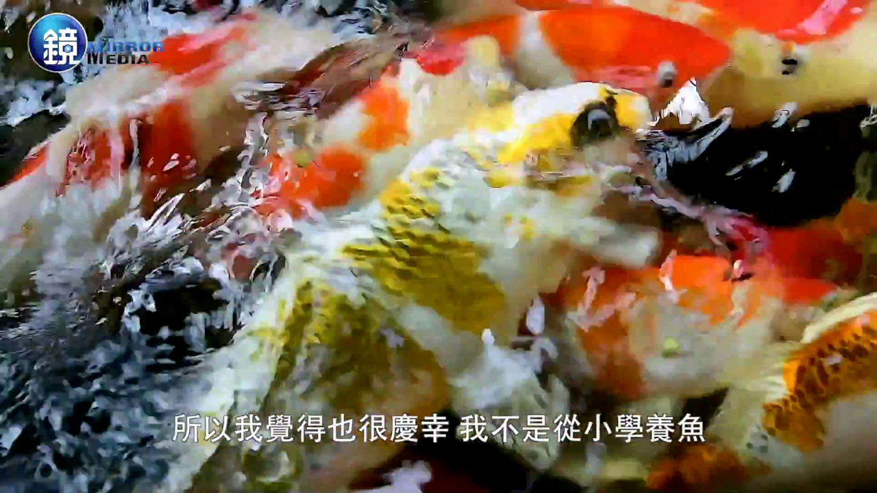 明天再死也無所謂　錦鯉女王鍾瑩瑩