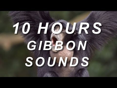 Gibbon - Relaxing Nature Sounds 10 Hours