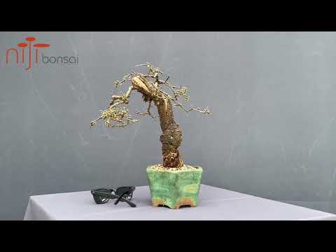 Prunus spinosa 3 (I)