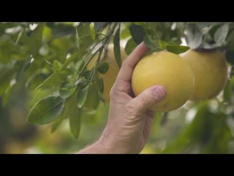 The Perfect Florida Grapefruit