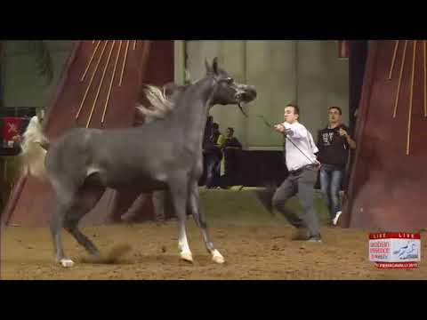 European Championships Verona 2013 - CLASS 3A