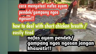 Download lagu how to deal with chicken breath tends to be short / easy to gasp mp3 Download lagu how to deal with chicken breath tends to be short / easy to gasp mp3