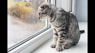 WingsOfRedemption (Richard "Jordie" Sam Jordan): Cat Killer