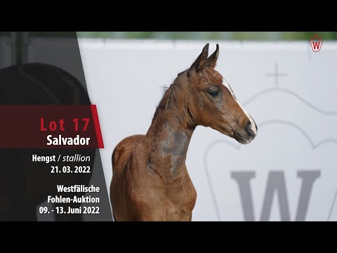 Fohlen-Auktion Lot 17 Salvador Hengst v. Sir Heinrich - Zoom