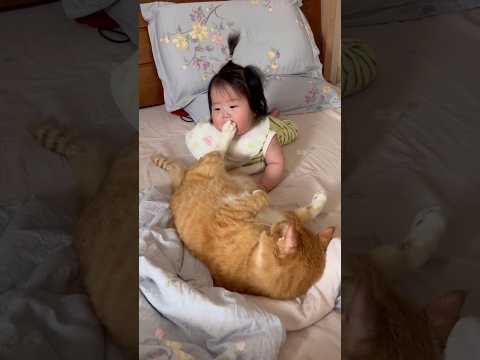 Funny Cats 🐈