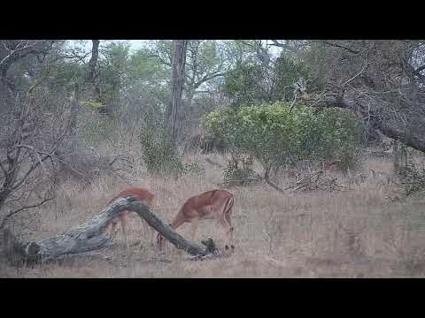 Djuma: Wildebeests, Impalas and Nyala bull - 08:37 - 10/02/21