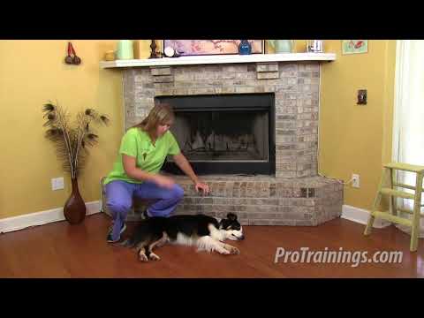 Dog and Cat pulse rate
