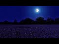 Night Ambience On A Barley Field Crickets And Wind Sounds Summer Full Moon
