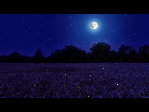 Night Ambience on a Barley Field, Crickets and Wind Sounds - Summer Full Moon