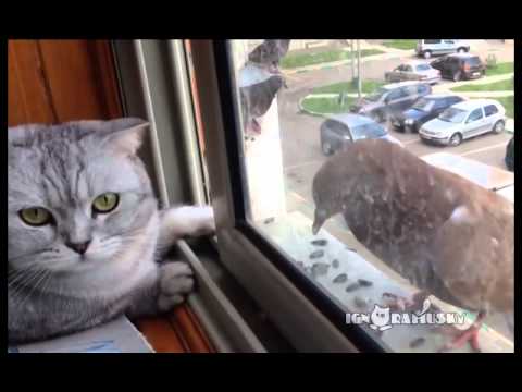 Lazy cat and Hungry Pigeon / Ленивый кот и голодный голубь