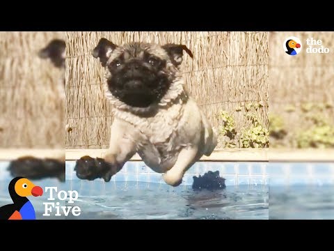Pug LOVES To Swim + Other Pets Who Love Splashing Around | The Dodo Top 5