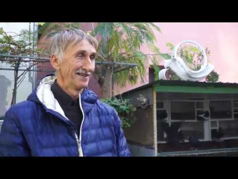 Autohtone vrste Srbije ep.40 - 28.11.2019.- Golub niški visokoletač