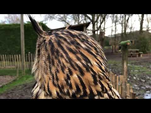 The voice of   Europese oehoe Lucas