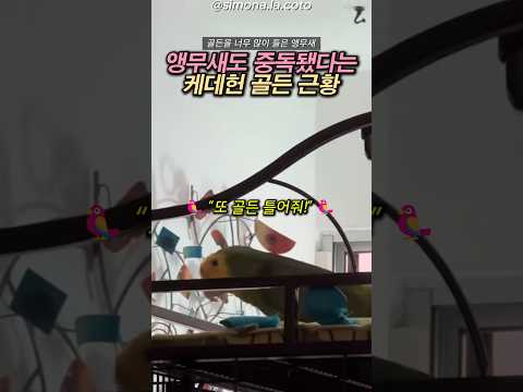 골든 부르는 앵무새.. ㅋㅋㅋㅋㅋ