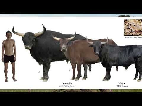 The Aurochs: The Beefy Ancestor of Domestic Cattle