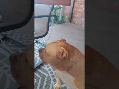 He got that Attitude #carpediem #seizethefish #dogs #winning