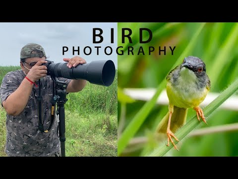 Bird Photography in Lockdown (Part II )