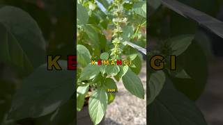 Download lagu Manfaat daun kemangi #berkebun #berkebundirumah #tipsberkebun #berkebundilahansempit #gardentips mp3 Download lagu Manfaat daun kemangi #berkebun #berkebundirumah #tipsberkebun #berkebundilahansempit #gardentips mp3