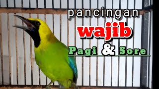 Download lagu CUCAK RANTING GACOR SUARA JERNIH UNTUK PANCINGAN YANG SUSAH BUNYI || pancingan Cucak ranting..... mp3 Download lagu CUCAK RANTING GACOR SUARA JERNIH UNTUK PANCINGAN YANG SUSAH BUNYI || pancingan Cucak ranting..... mp3