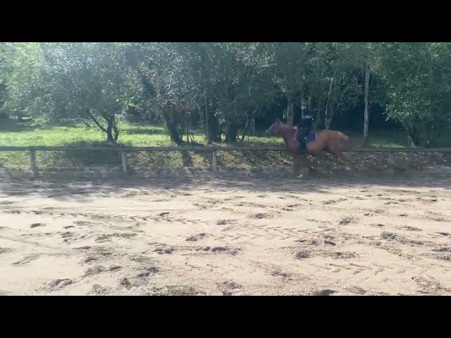 Hongre • 6 ans • 1,60 m pour loisir / club