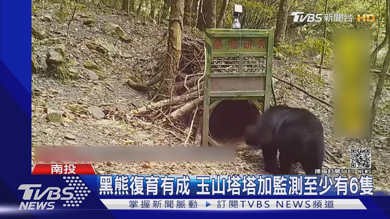 黑熊復育有成 玉山塔塔加監測至少有6隻
