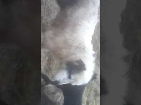 Câini și oile mele