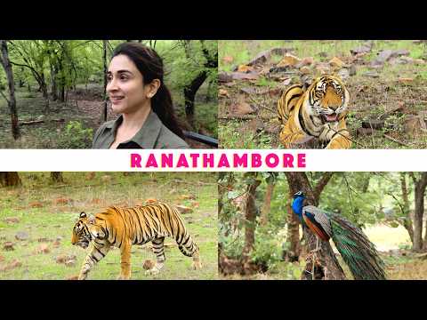 Ranthambore Tiger Safari | Do you really see tigers? | Complete travel guide 2025 | 4K