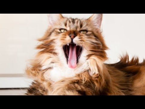 This Is The Cat Breed That Acts Most Like A Dog