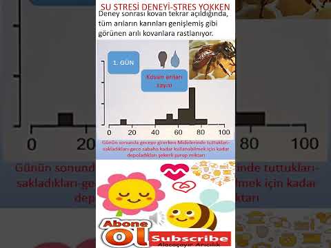 265-KOVAN İÇİNE SU VERMEK BAL VERİMİNİ ARTTIRIR. SU STRESİ DENEYİ, SUYU OLAN ARI AKŞAM BAL GETİRİR