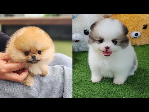 Cutest Teacup - Pomeranian Puppies Compilation 3