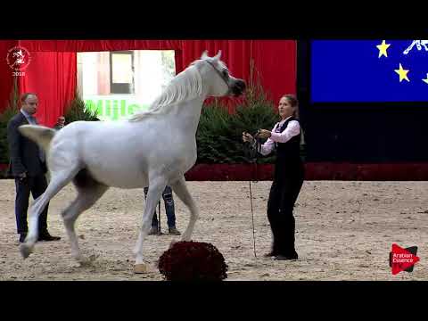 N.175 RP BURJ AL ARAB - Lier 2018 - 6-7 Years Old Stallions (Class 12)