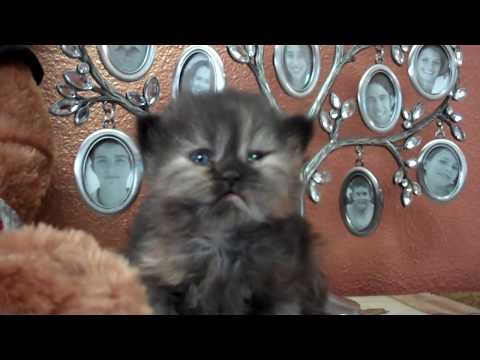 Paz4PlayCattery.com Leena