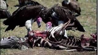 Vultures-Insane Clown Posse