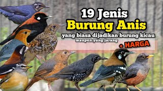 Download lagu 19 Types of Anis Birds ‼️ Which are usually used as songbirds and which are rarely kept ‼️ mp3 Download lagu 19 Types of Anis Birds ‼️ Which are usually used as songbirds and which are rarely kept ‼️ mp3