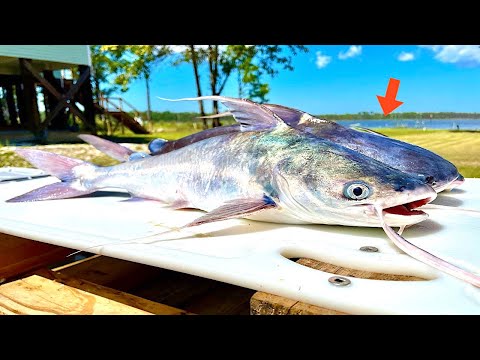 Can you eat SALTWATER CATFISH? [Catch, Clean, Cook]