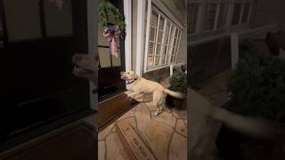 My Dog Got a Text From Her Best Friend… So She Ran Over and Rang the Doorbell 😂🐶