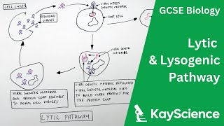 Lytic & Lysogenic Pathway | GCSE Biology (9-1) | kayscience.com