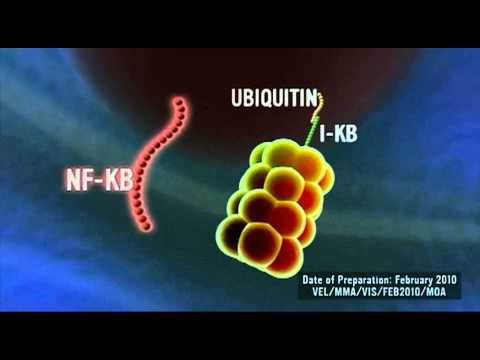 Velcade Bortezomib 1 Mg Injection, Janssen Pharmaceuticals