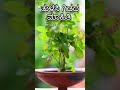 ತುಳಸಿ ಗಿಡ ಯಾವಾಗ ನೆಡಬೇಕು Tulasi Plant Importance